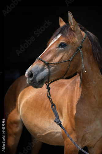 Portrait of a beautiful thoroughbred horse on a dark background, close-up.