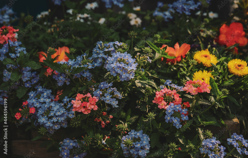 Piękne i kolorowe byliny ogrodowe, kwiaty rabatowe - obrazy, fototapety, plakaty 