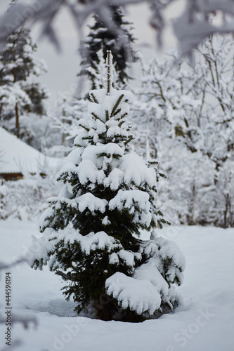 A branch of a tree in winter, covered with fresh white snow