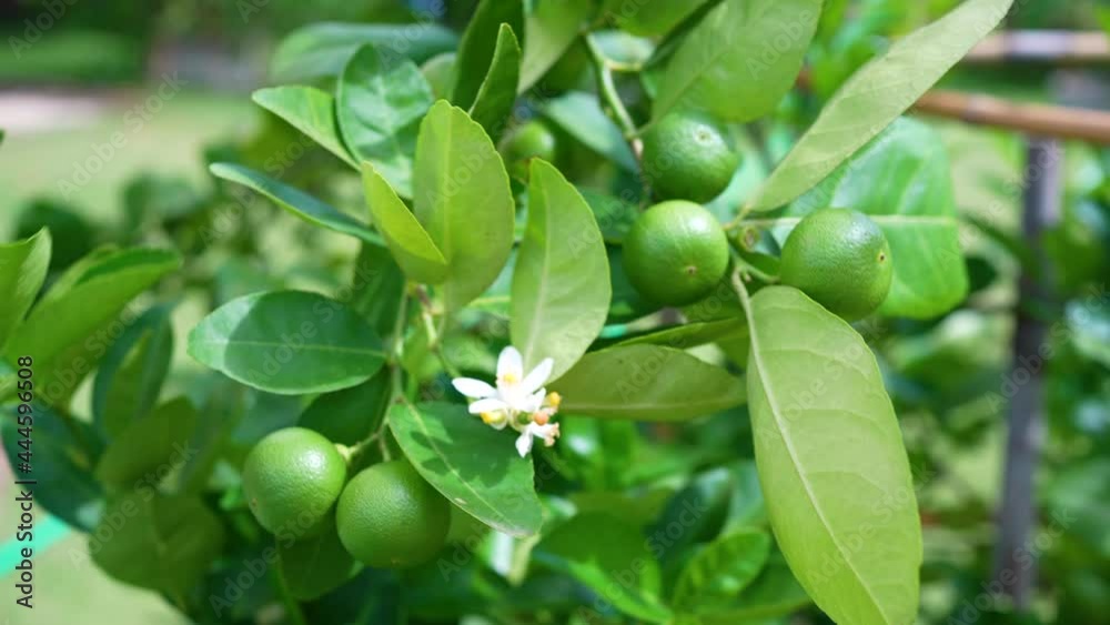 slow motion of lime flowers and fruit hanging on tree slow motion of lime flowers and fruit hanging on tree