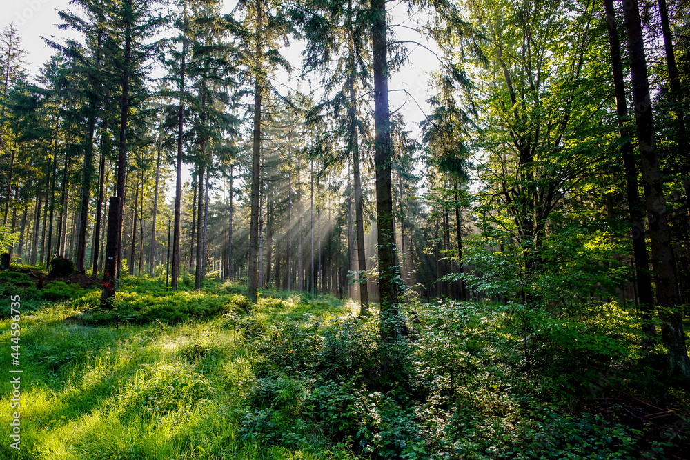 Obraz premium Früh Morgens im Wald Sonnenstrahlen Nebel Gegenlicht Bäume