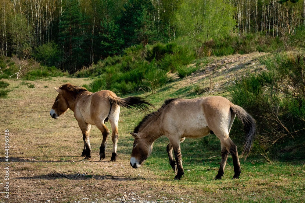 horses in the meadow