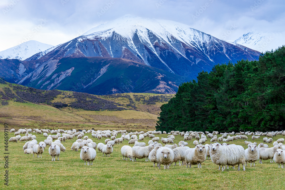 Fototapeta premium A flock of sheep and lambs with mountain background South Island New Zealand