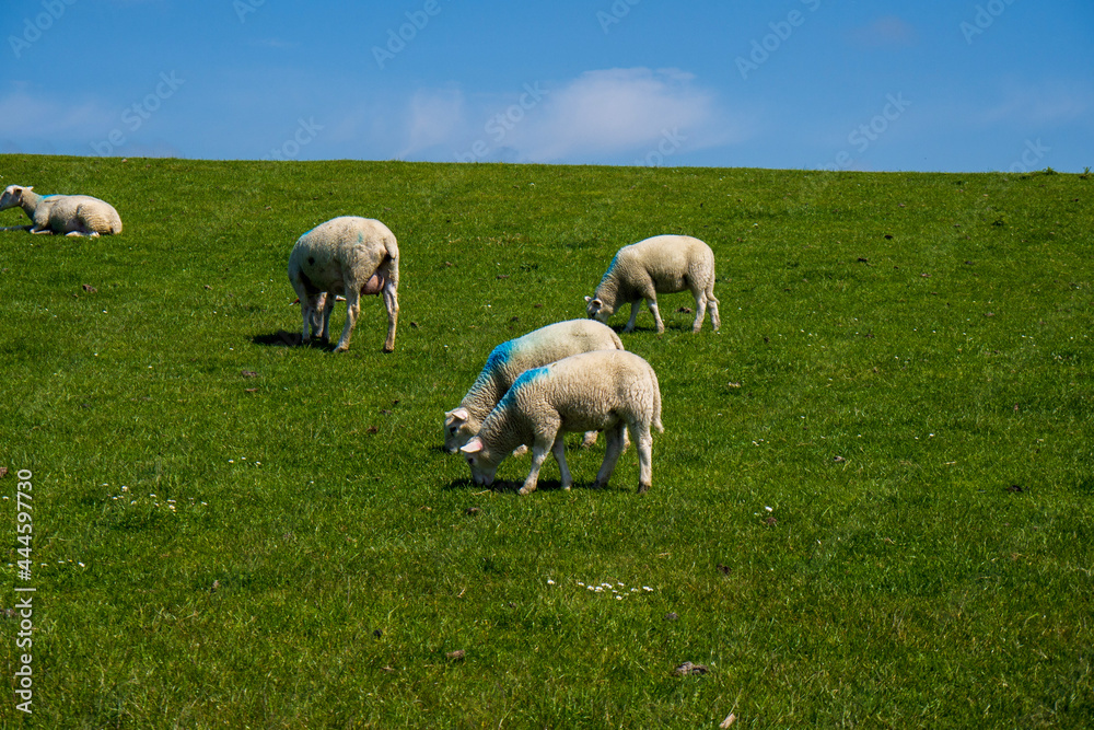Fototapeta premium sheep and lambs