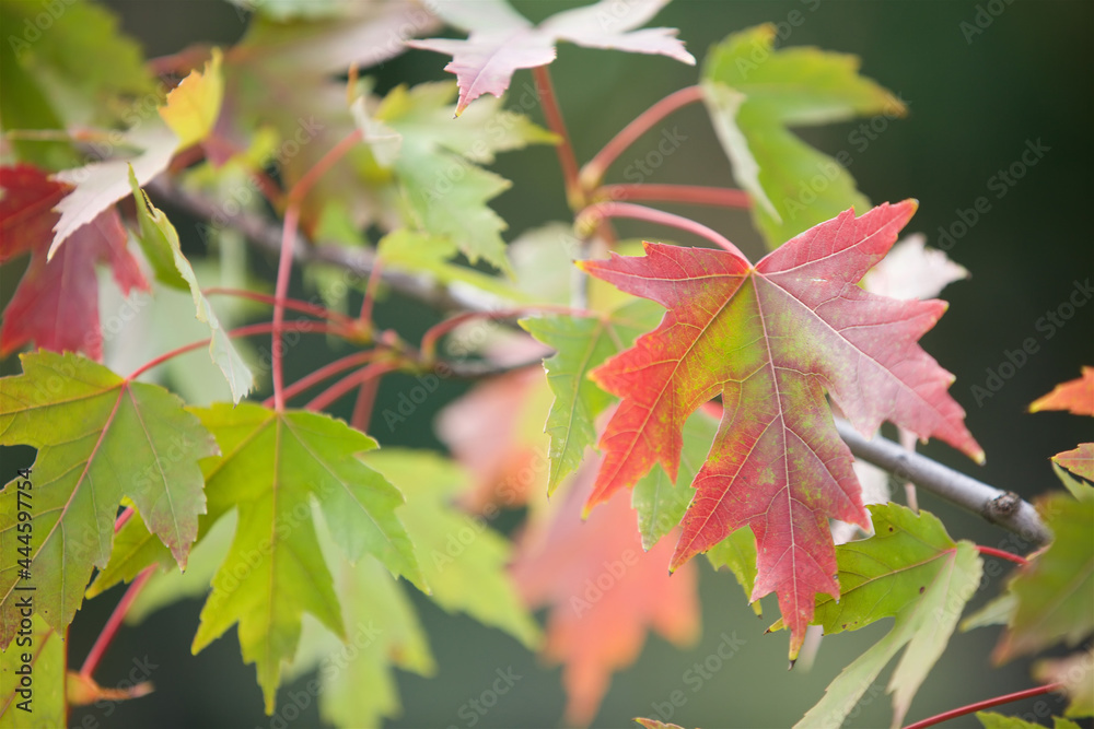Bright red and green autumn maple leaves on green background of Park or forest. Bright red and green autumn maple leaves on green background of Park or forest.