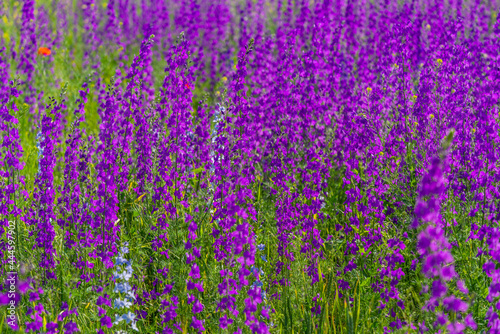 Big flower bed with blossom delphinium  violet flowers on a field with red poppies.