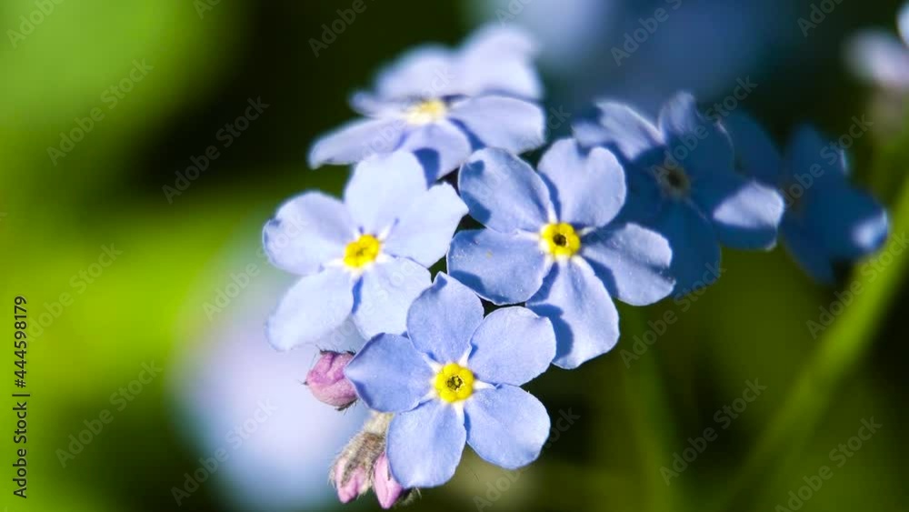Little blue forget-me-not flowers on spring meadow. Wild flowers,colorful wildflowers blossoming in field macro. Little blue forget-me-not flowers on spring meadow. Wild flowers,colorful wildflowers blossoming in field macro.