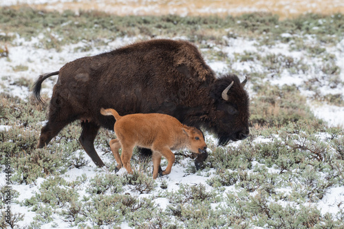 Bison Mother and Red Dog (calf) on the Move in Yellowstone National Park on a Spring Day