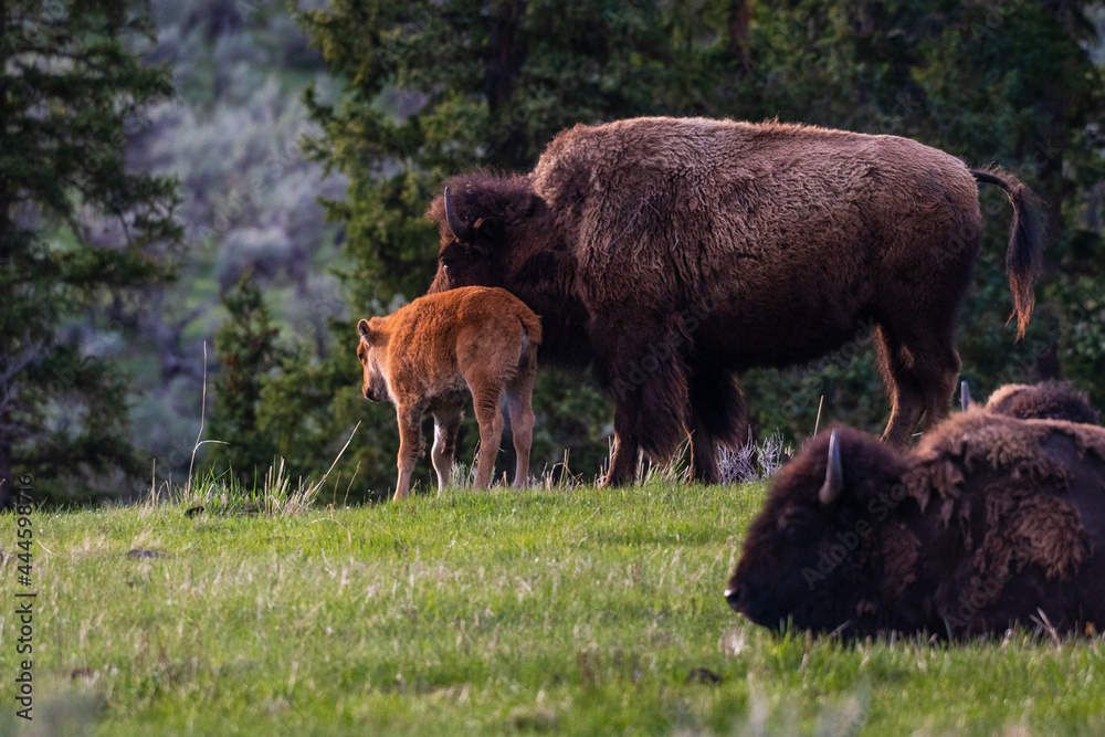 Bison Calf and Mother in the Late Afternoon Sunlight in Yellowstone National Park's Lamar Valley Bison Calf and Mother in the Late Afternoon Sunlight in Yellowstone National Park's Lamar Valley