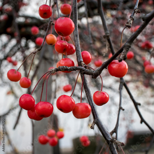Large red ranetki fruits on an autumn tree photo