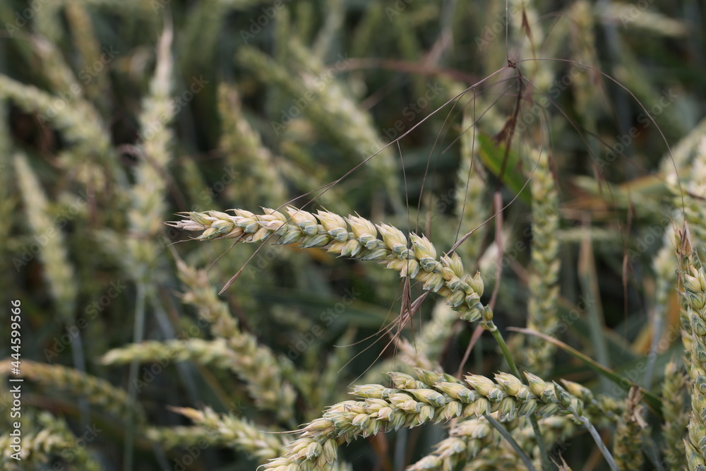 Background from green ears of wheat field Background from green ears of wheat field