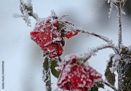 róże zimą
