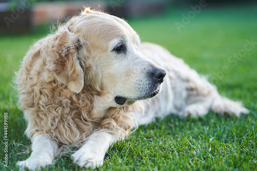 An adult golden retriever lies on the green grass, and looks to the side. High quality photo