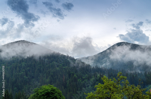 Mountain view after rain with steam from pine forest. Summer landscape