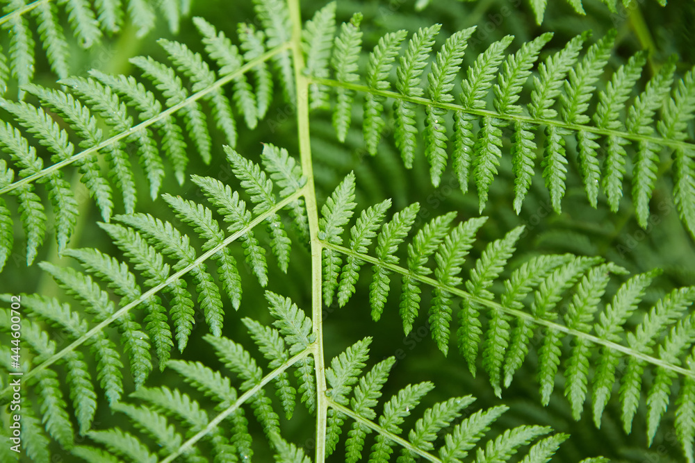 Green fern leaf growing in nature. Wildlife and forest.