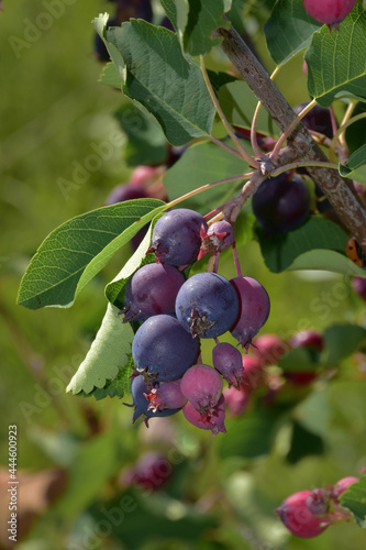 Irga. A brush of ripening berries.