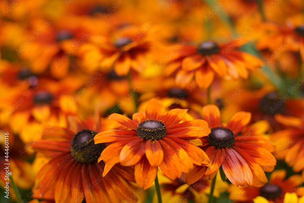Gerbera Hybriden in einem Park zur vollen Blütezeit in Orange und Rot Gerbera Hybriden in einem Park zur vollen Blütezeit in Orange und Rot