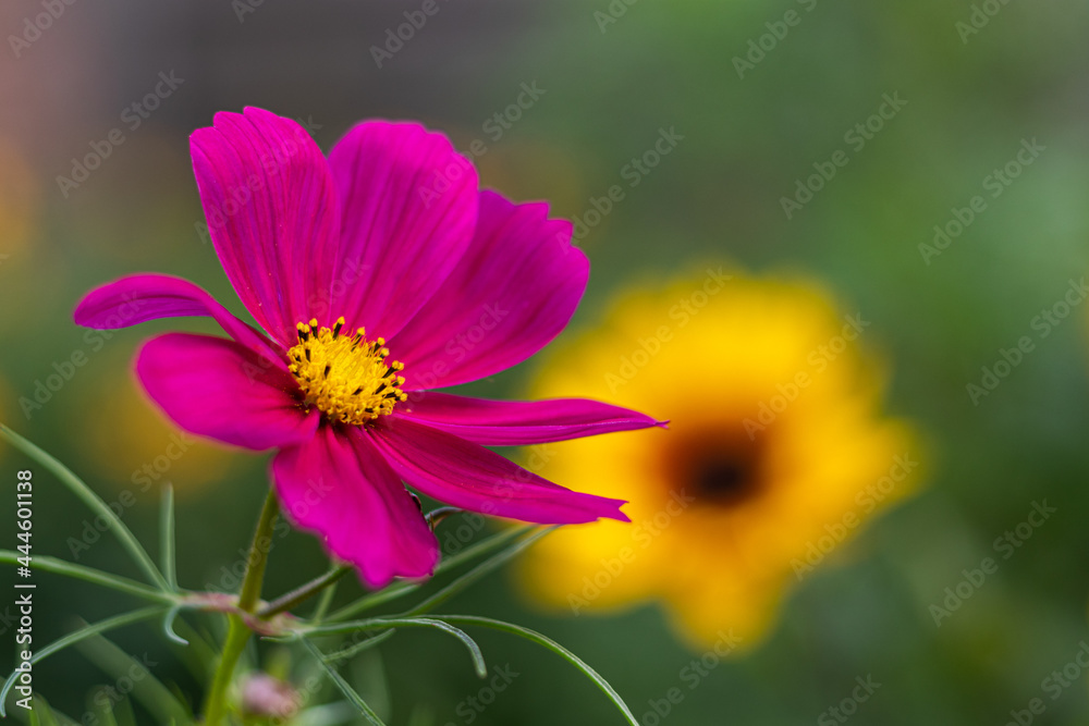 Fototapeta premium Rotes Schmuckkörbchen mit gelbe Blume im Hintergrund
