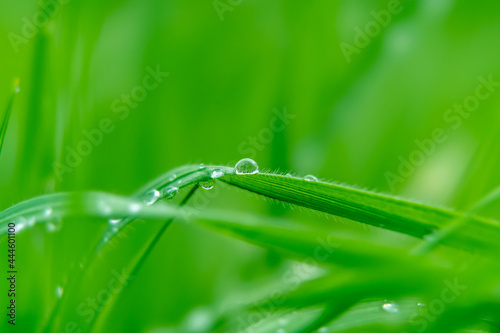 Green juicy grass on a summer meadow in water drops after a summer rain, macro photography