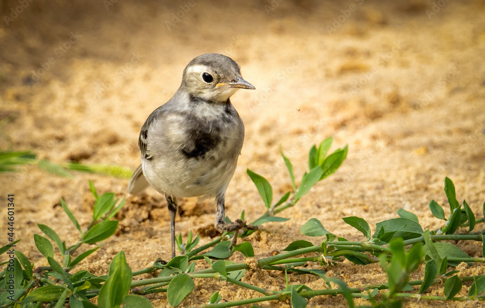 wagtail bird, close-up, hunting for a fly wagtail bird, close-up, hunting for a fly