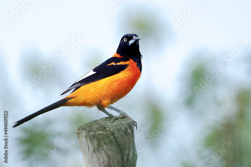 Campo Troupial ((Icterus jamacaii) perched on a log under an unfocused background photo