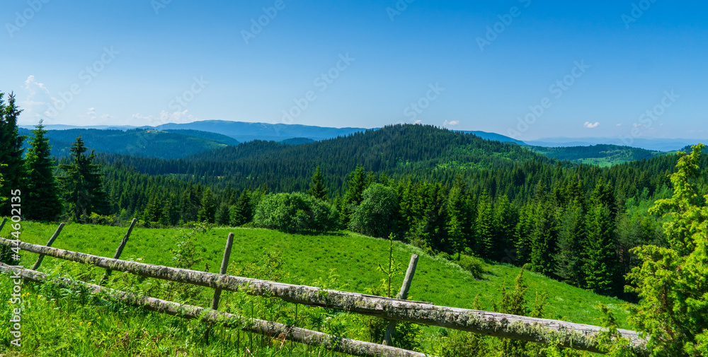 landscape with trees and fence