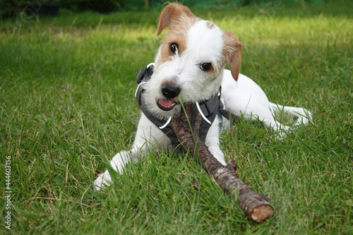 Hunde Welpe liegt mit einem Stock auf einer grünen Wiese und knabbert an einem Stock photo