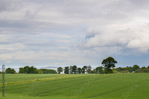 Tranquil landscape with green grass and chestnut trees