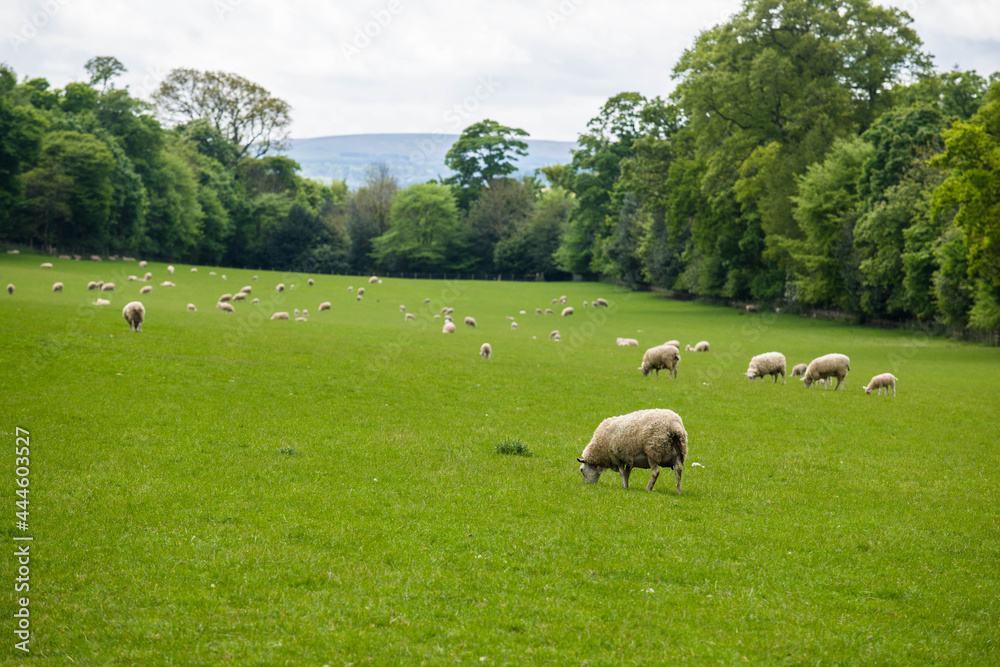 Obraz premium Tranquil landscape with the fields of green grass and a flock of sheep