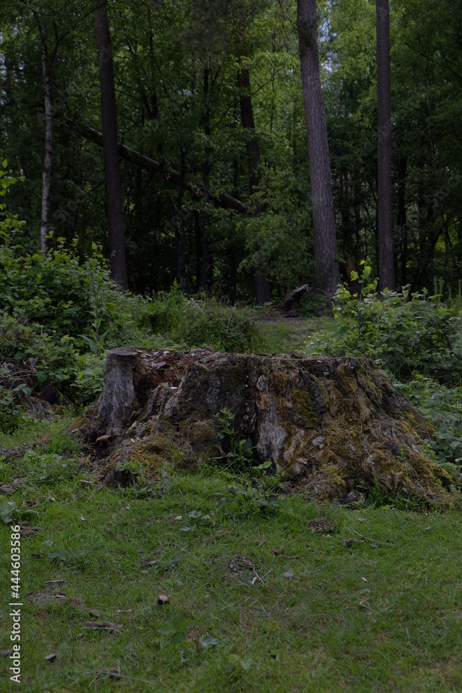 part of a forest in hoge veluwe, Arnhem, Nederland part of a forest in hoge veluwe, Arnhem, Nederland