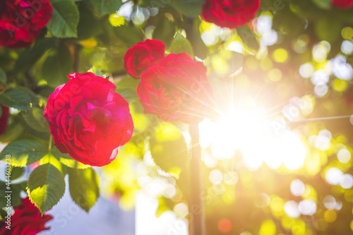Fototapeta Naklejka Na Ścianę i Meble -  Red roses in the own garden. Valentines, mother’s day or birthday background
