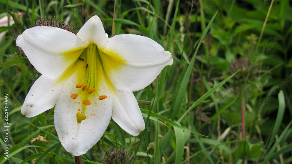 Naklejka premium White lily blooming in nature