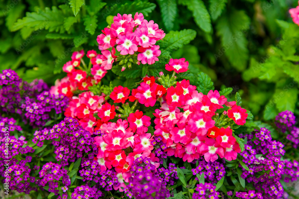 Obraz premium Flowers in an urban environment