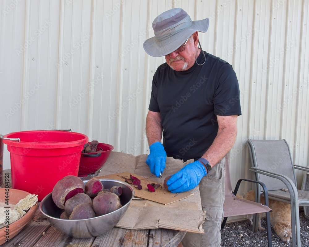 Active senior man cutting beets from the garden Active senior man cutting beets from the garden