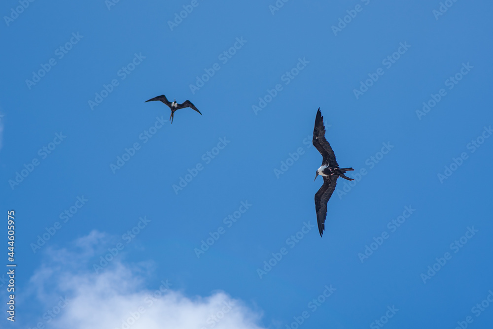 Obraz premium A pair of frigates gliding through the sky looking for prey in the ocean below. The birds were shot near the bluff in Cayman Brac