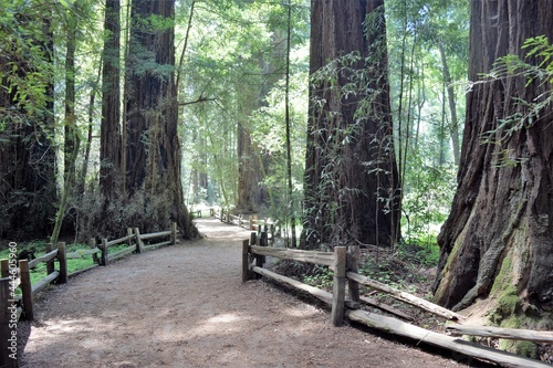 Fototapeta Naklejka Na Ścianę i Meble -  Henry Cowell Redwoods with Pathway