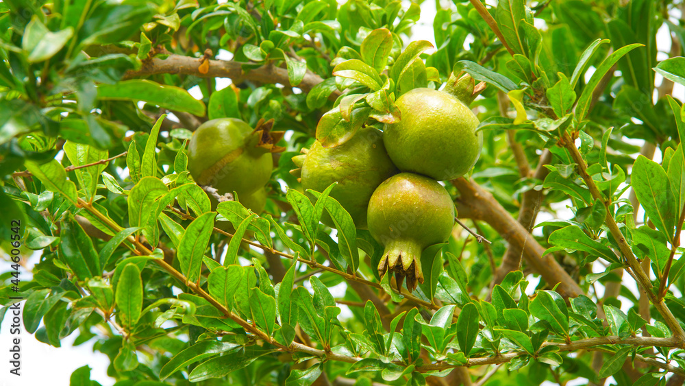 Granado árbol frutal con granadas en fase de desarrollo