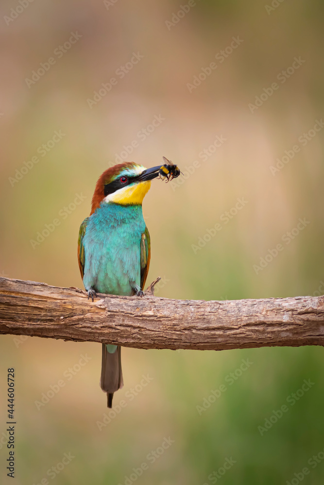 custom made wallpaper toronto digitalColorful bird and its hunt. Yellow green nature background. Bird: European Bee eater. Merops apiaster.