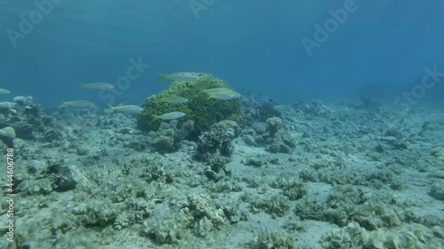 Brown alga Peacock's Tail (Padina pavonica) covered sandy bottom and corals. Once beautiful coral reef is overgrown with algae as a result of eutrophication (increase organic matter in the sea water)
 photo