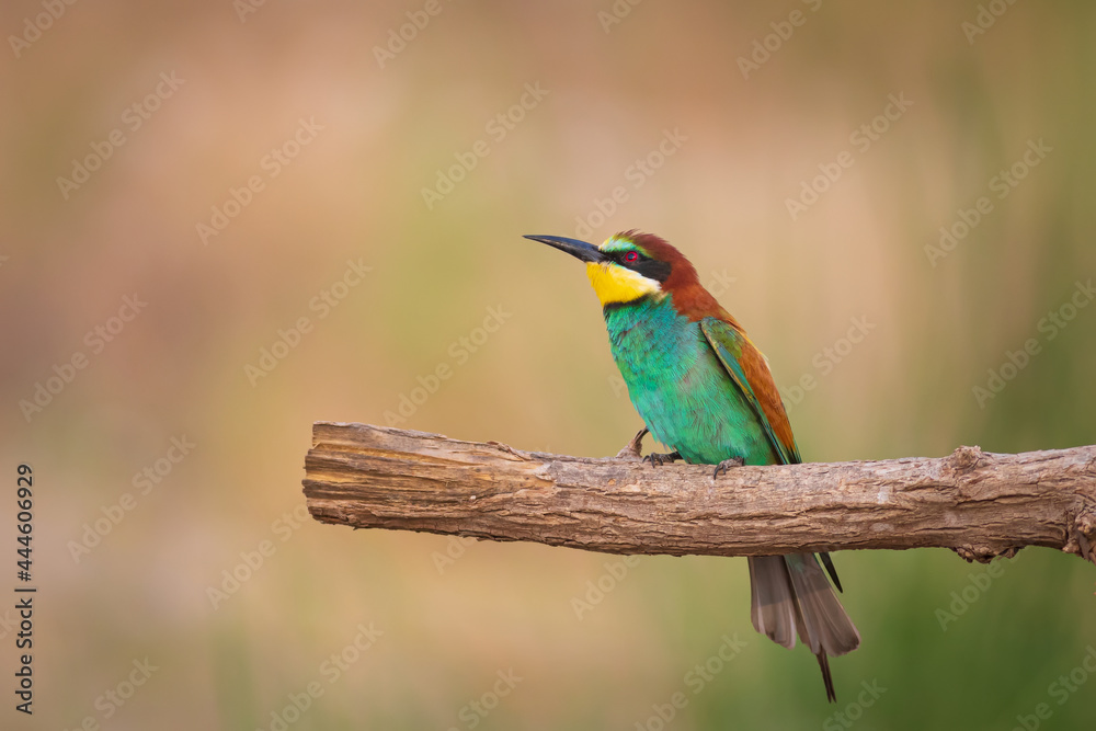 Obraz premium Colorful bird and its hunt. Yellow green nature background. Bird: European Bee eater. Merops apiaster. 