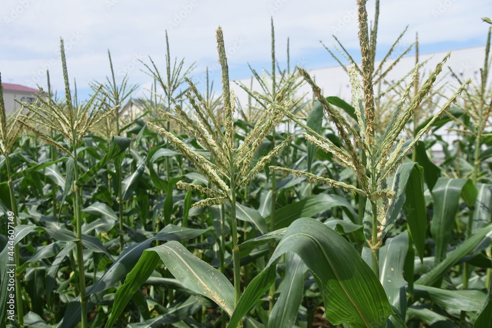 Corn cultivation and its growth. Corn is one of the three major grains in the world. Corn cultivation and its growth. Corn is one of the three major grains in the world.