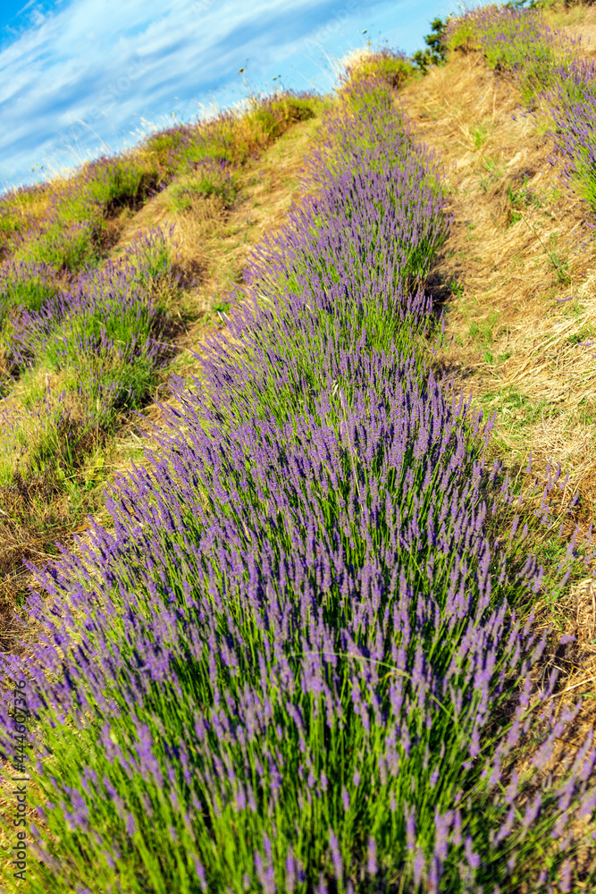 Lavender blooms, colorful fields and a fragrant landscape Lavender blooms, colorful fields and a fragrant landscape