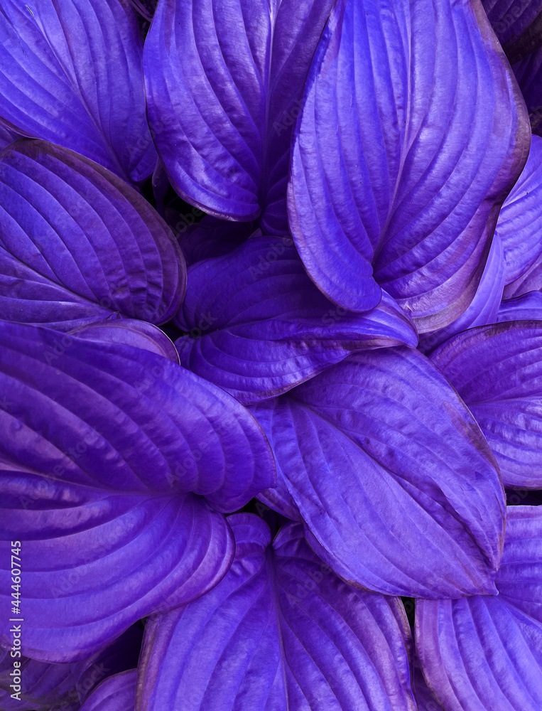 Purple leaves background. Plant wallpaper. Vegan texture.