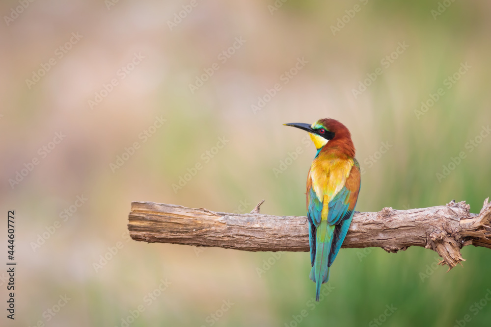 Colorful bird and its hunt. Yellow green nature background. Bird: European Bee eater. Merops apiaster. Colorful bird and its hunt. Yellow green nature background. Bird: European Bee eater. Merops apiaster.