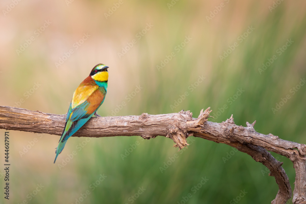 Colorful bird and its hunt. Yellow green nature background. Bird: European Bee eater. Merops apiaster. Colorful bird and its hunt. Yellow green nature background. Bird: European Bee eater. Merops apiaster.
