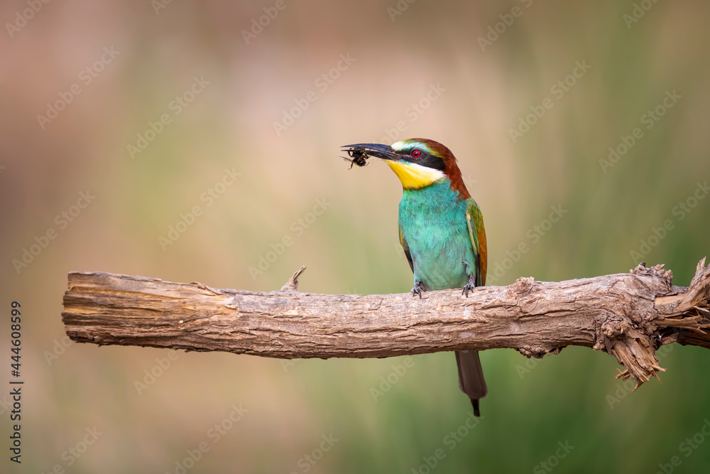 Obraz premium Colorful bird and its hunt. Yellow green nature background. Bird: European Bee eater. Merops apiaster. 
