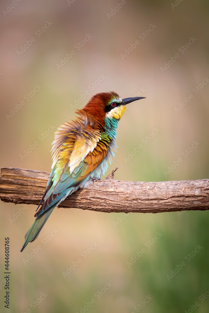 Colorful bird and its hunt. Yellow green nature background. Bird: European Bee eater. Merops apiaster. Colorful bird and its hunt. Yellow green nature background. Bird: European Bee eater. Merops apiaster.