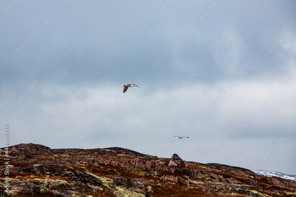 gulls fly over the mountains in the north in early spring into the clouds