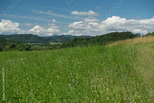 meadow and mountains