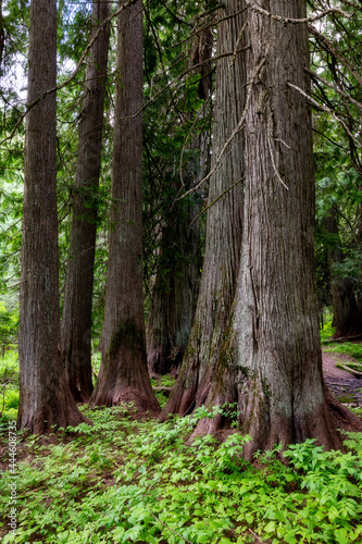 Old growth cedar tree forest with green plants